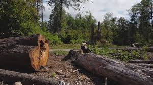 Best Tree Mulching  in Aransas Pass, TX
