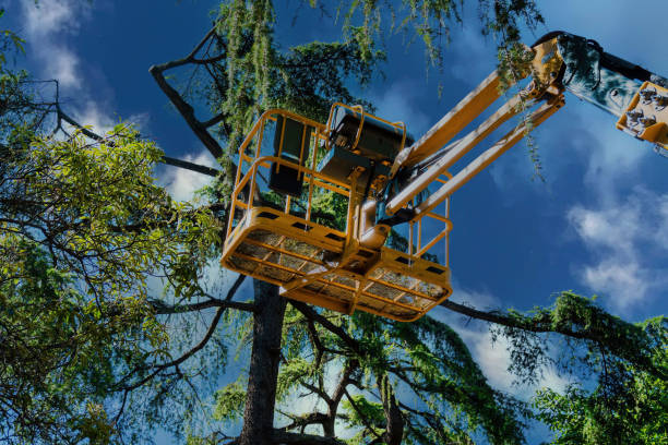Professional Tree Services in Aransas Pass, TX